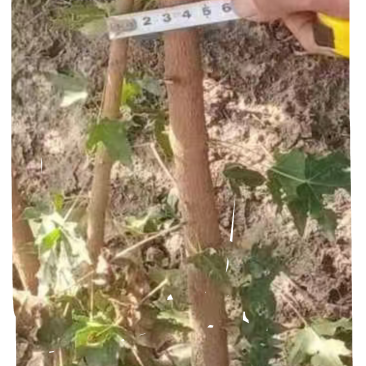 五角枫苗一到两公分量大