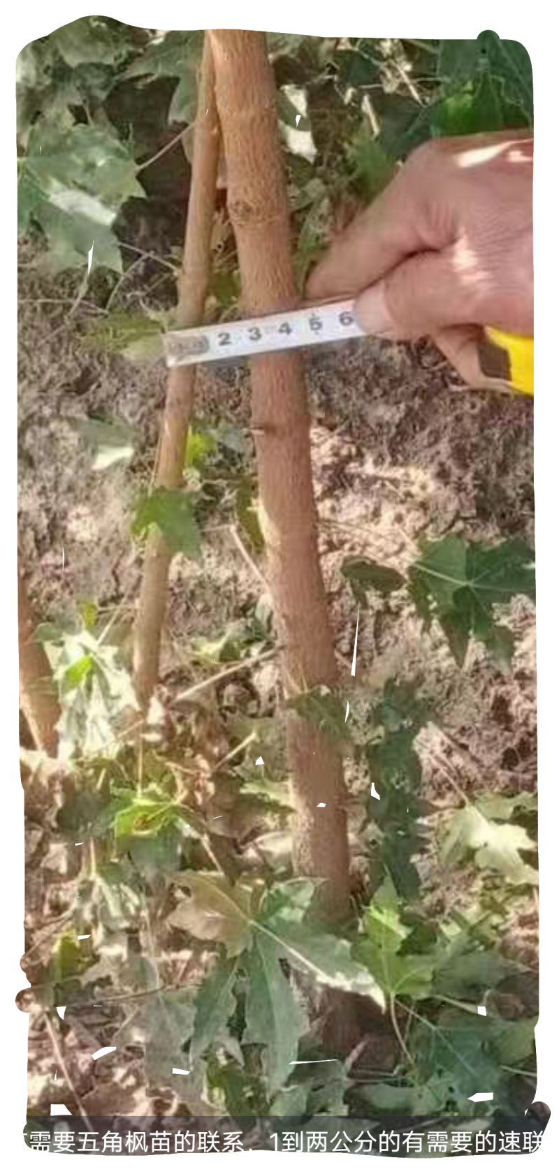五角枫苗一到两公分量大