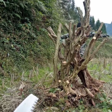 苗木花卉，奇形怪状的各种下山桩