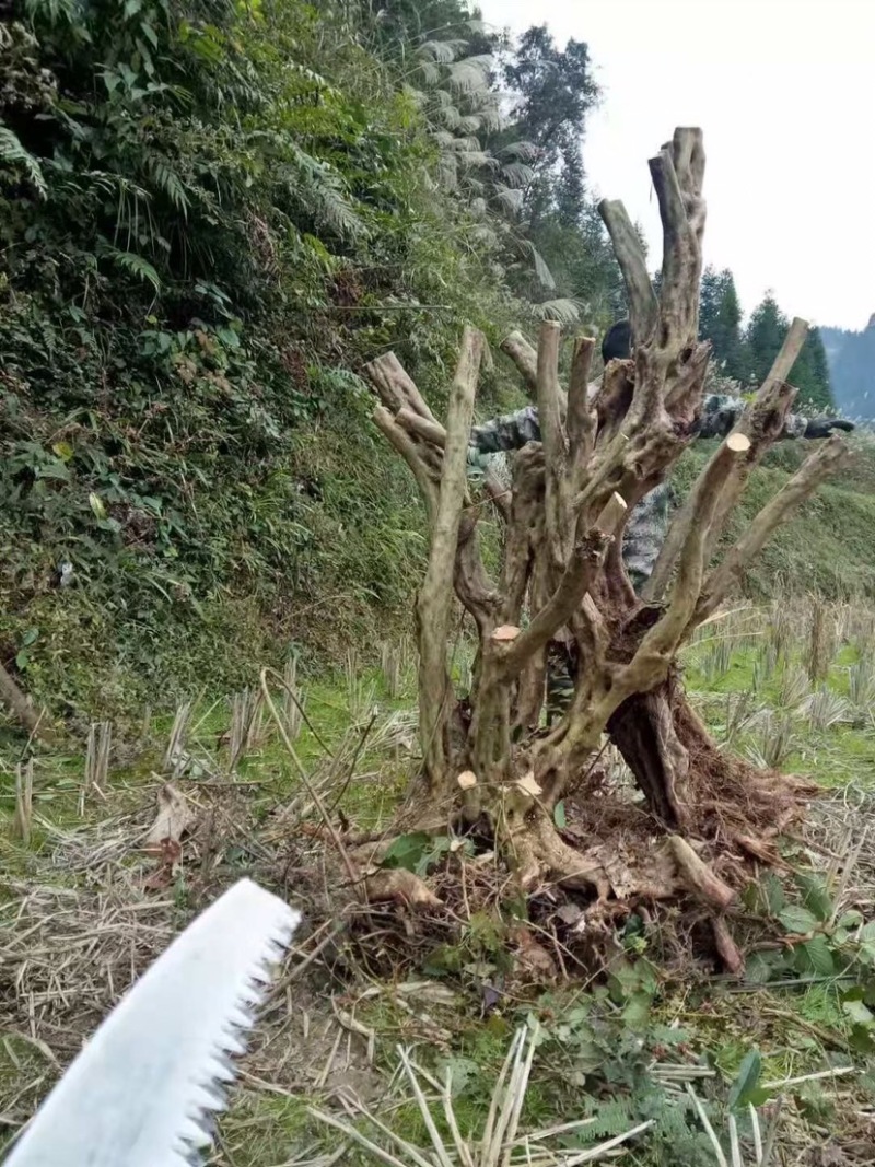 苗木花卉，奇形怪状的各种下山桩
