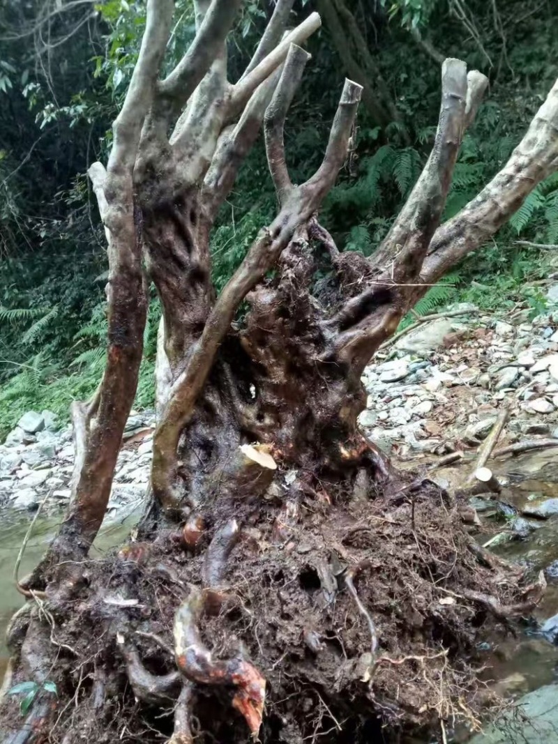 苗木花卉，奇形怪状的各种下山桩