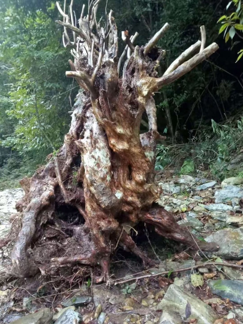 苗木花卉，奇形怪状的各种下山桩