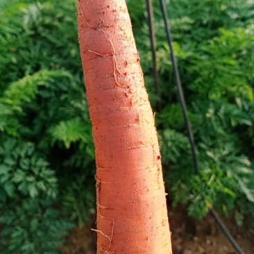 蔬菜，基地一百亩316质量可靠。