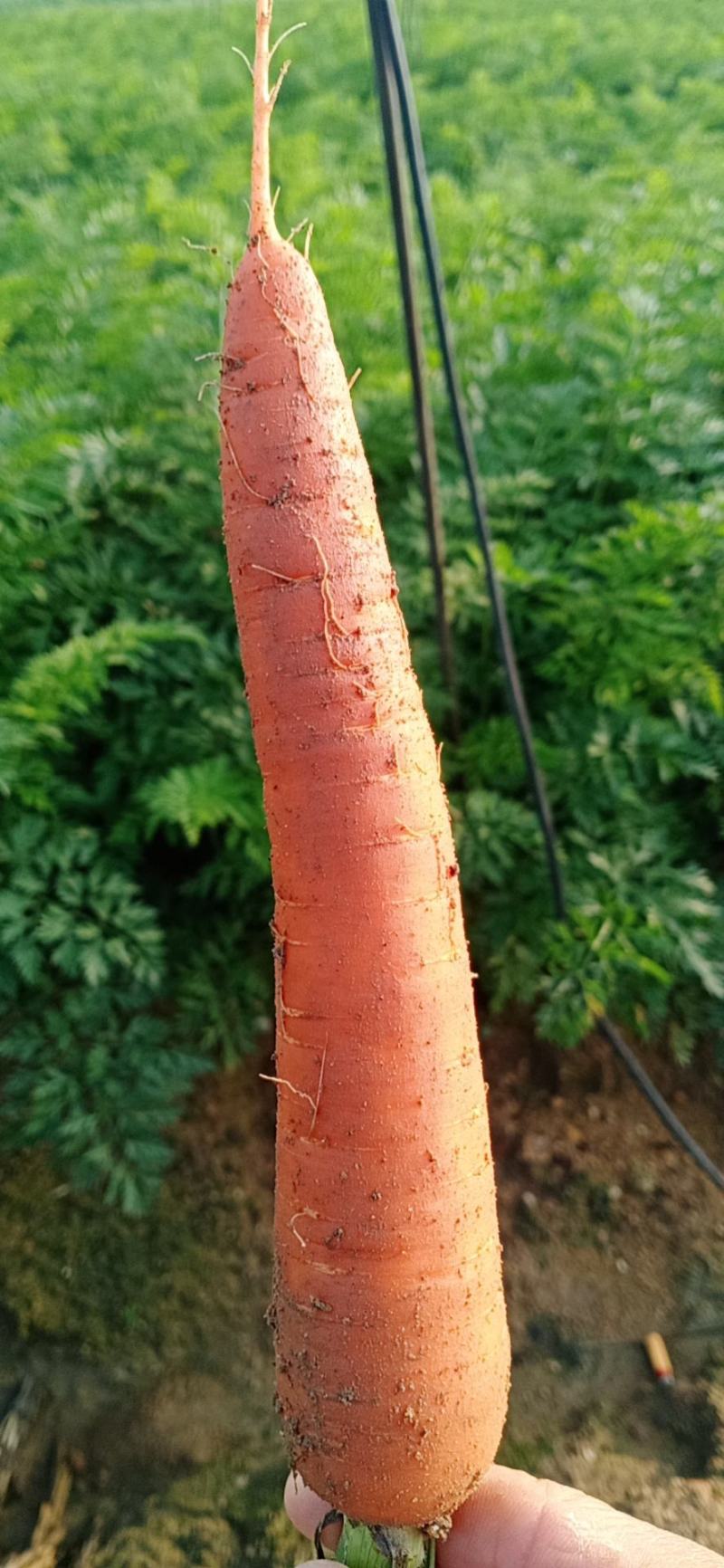 蔬菜，基地一百亩316质量可靠。