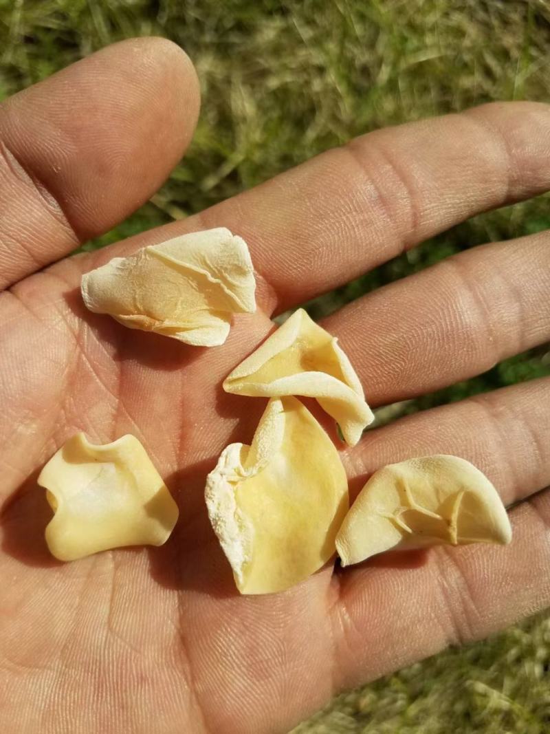 白玉木耳含有丰富的胶原蛋白营养价值非常高