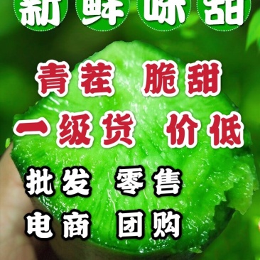 一级货两毛，现拔潍县萝卜水果萝卜潍县萝卜青萝卜大量供应