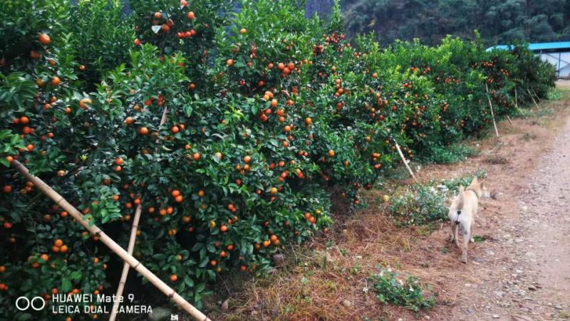 沙糖桔，代收代办，代发货全国各地