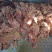 【熟牛肉】真空包装全熟五香牛肉