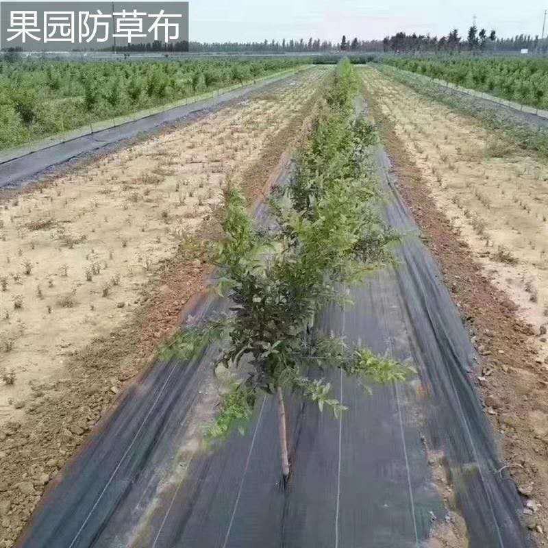 农用防草布除草布果园花卉蔬菜大棚防草除草透气保湿