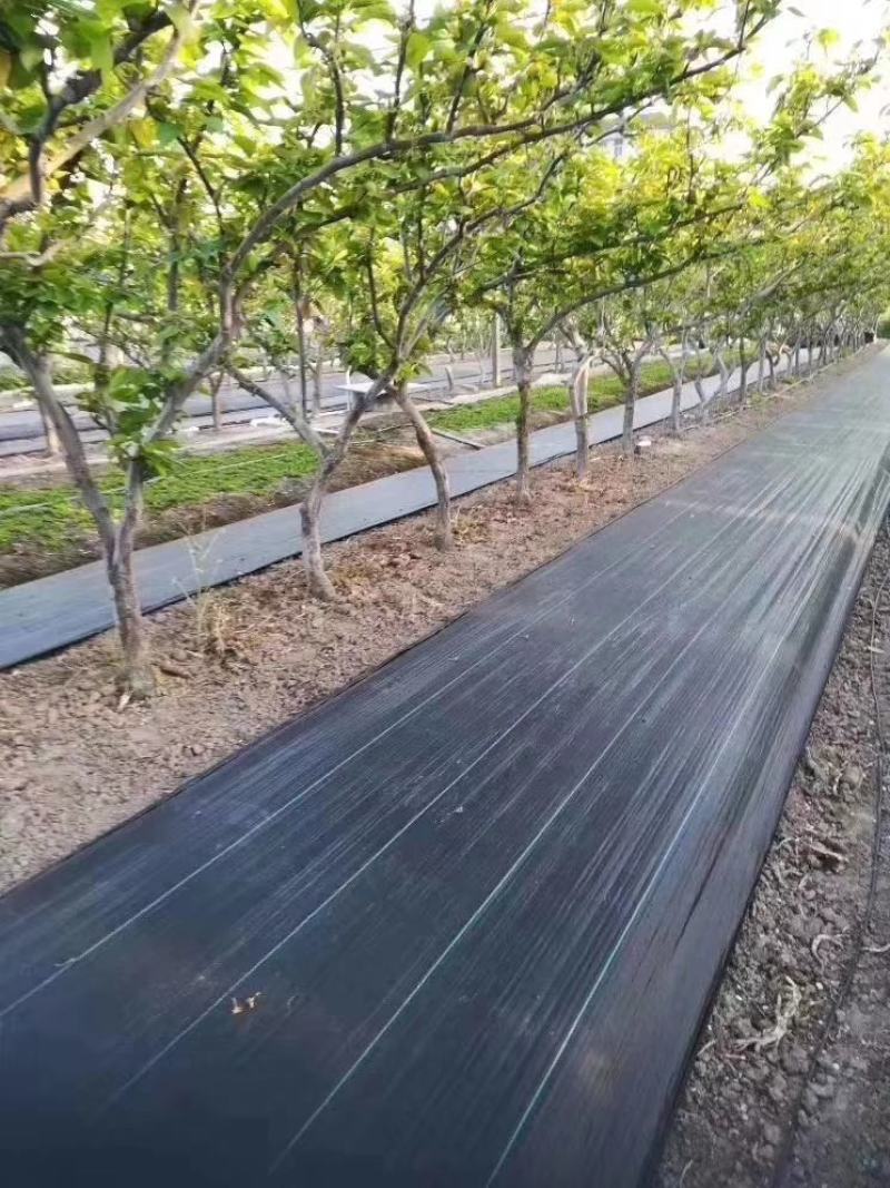防草布果园花卉蔬菜大棚防草除草透气保湿