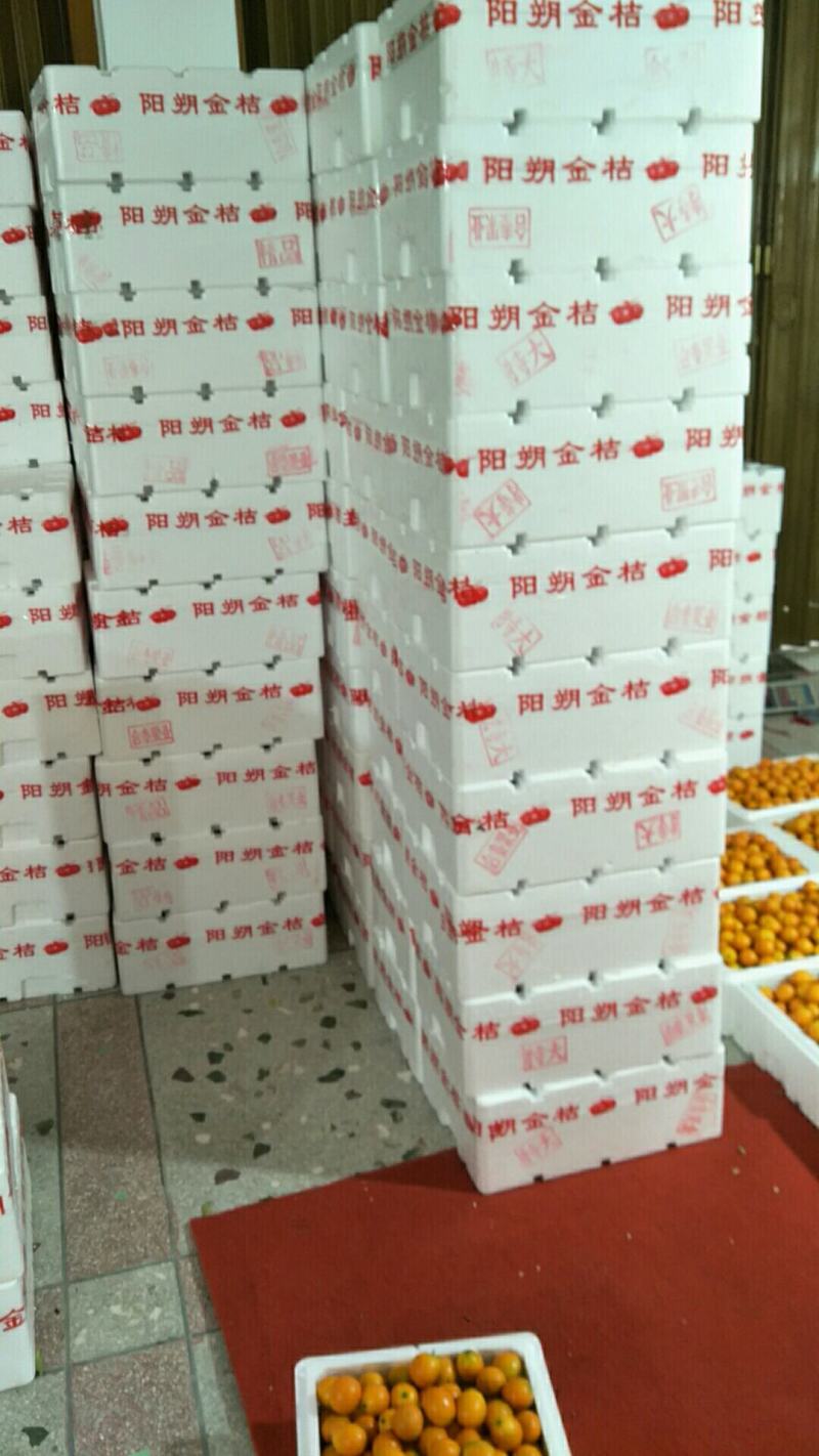 阳朔金桔当季水果新品新鲜上市产地专业代收代发产地直销量大