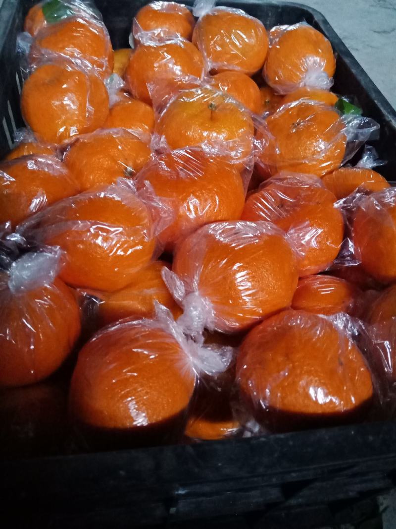 湖南湘西保靖椪柑颜色红，个头大，大量上市走货中