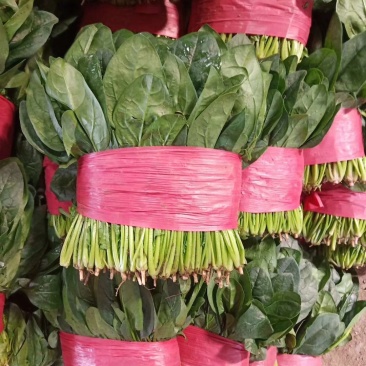 精品万亩菠菜品种齐全各种包装代发全国