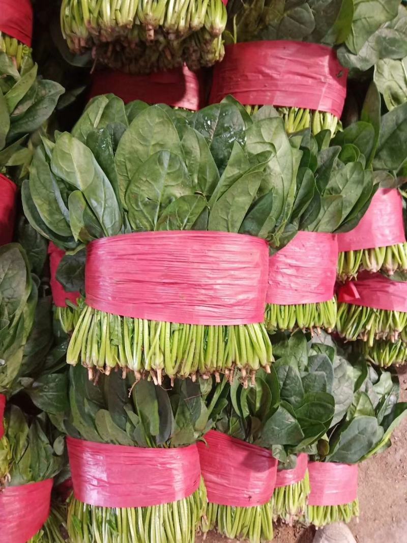 精品万亩菠菜品种齐全各种包装代发全国