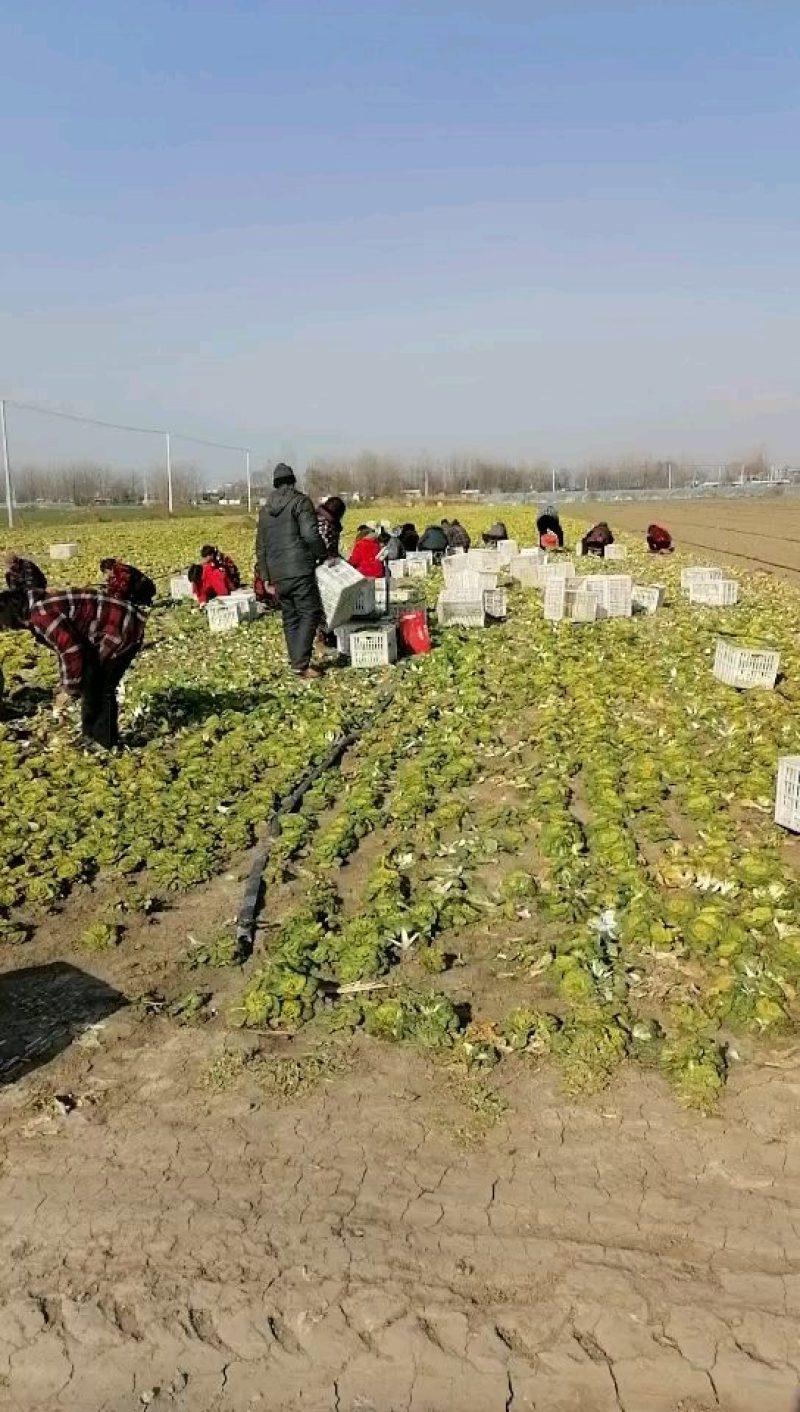 上海青小油菜基地种植销售代办订购包装欢迎实地考察