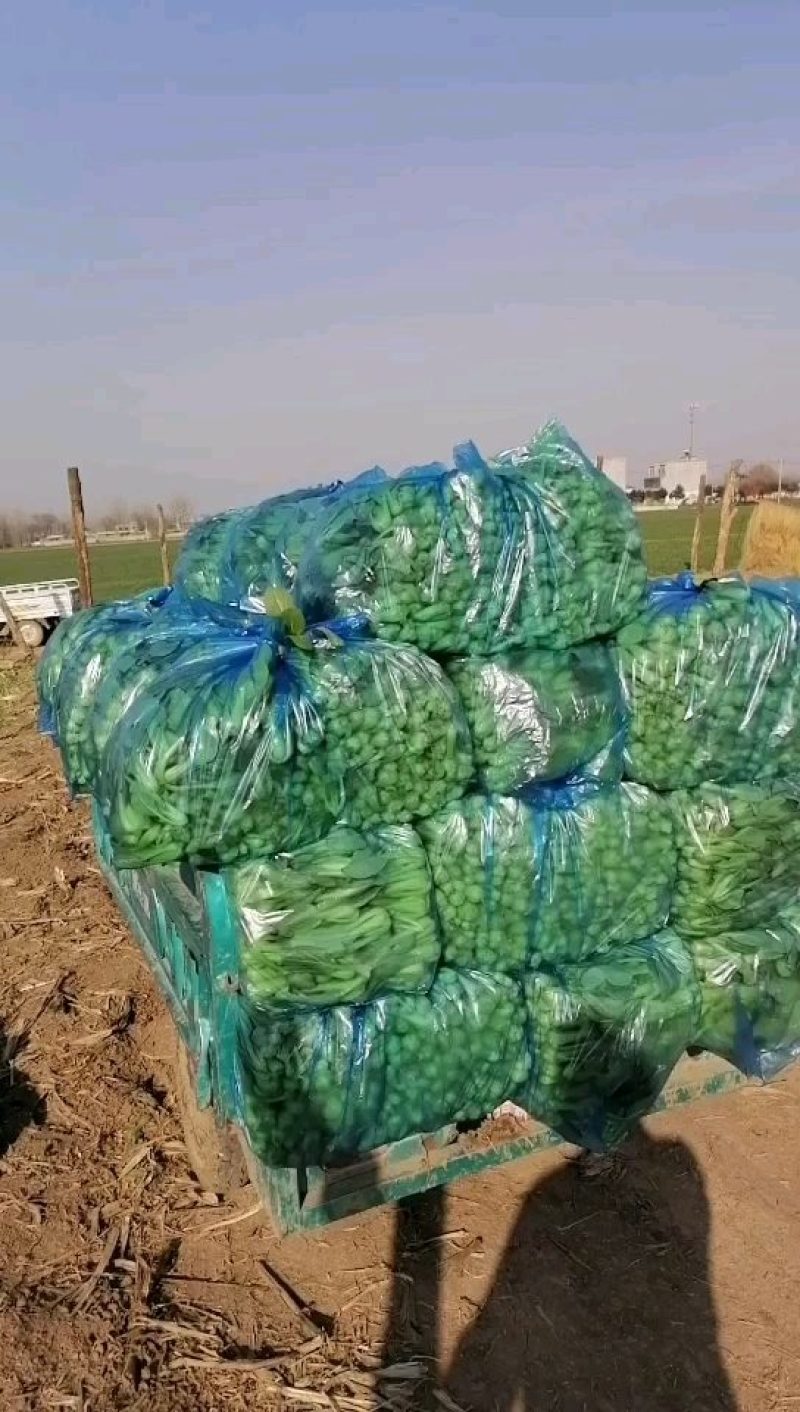 上海青小油菜基地种植销售代办订购包装欢迎实地考察