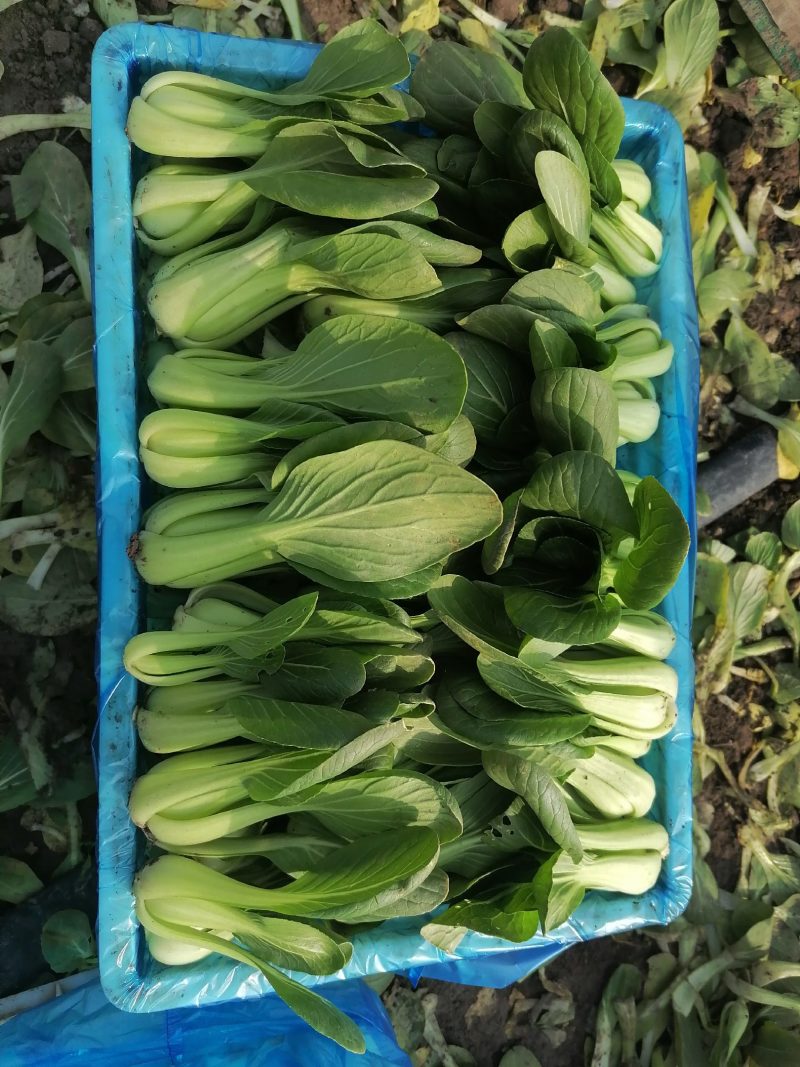 上海青小油菜基地种植销售代办订购包装欢迎实地考察