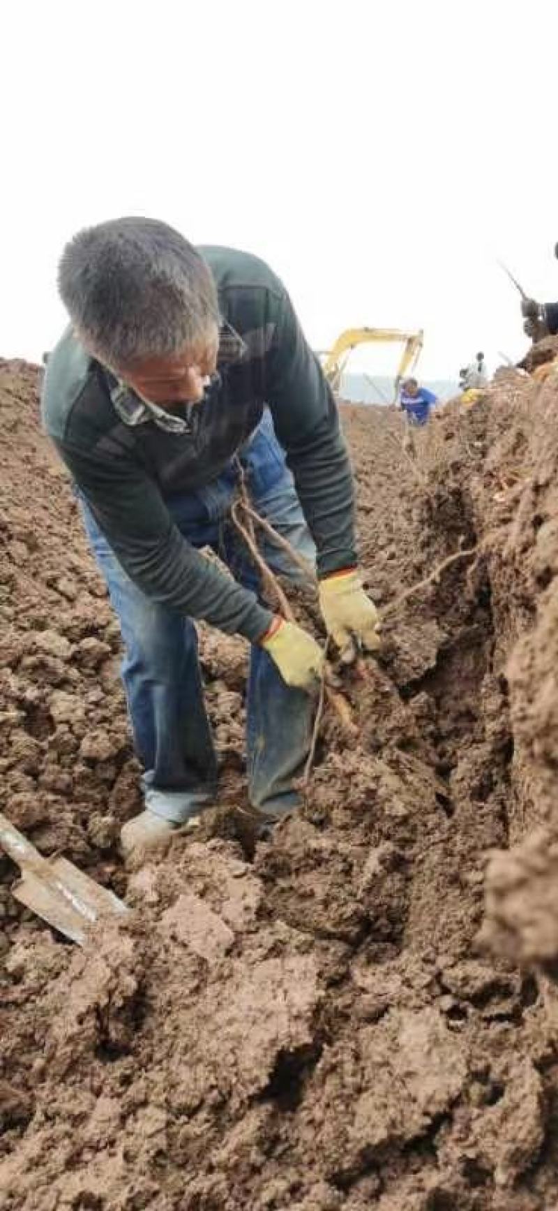 只卖真怀山铁棍山药有含量才叫真怀山煲汤煲粥