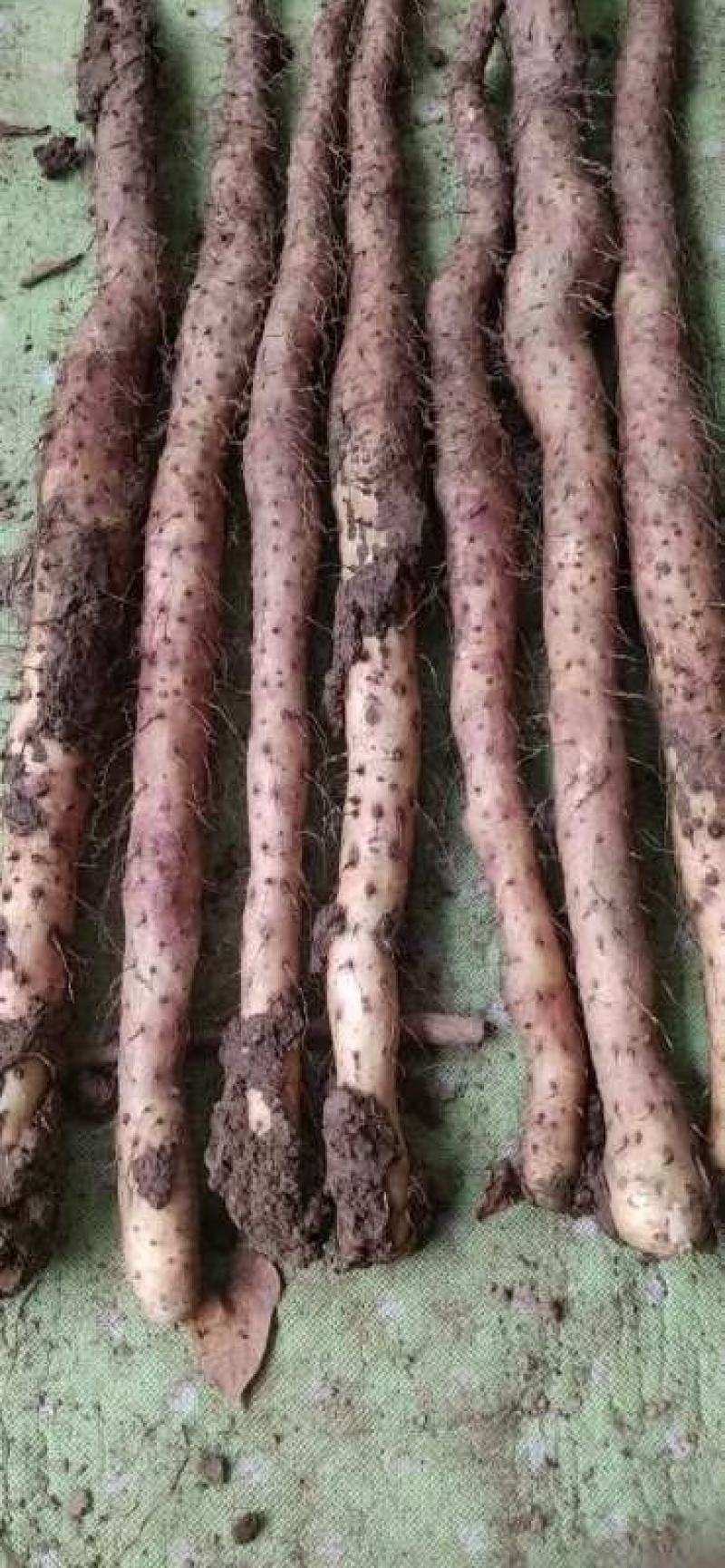 只卖真怀山铁棍山药有含量才叫真怀山煲汤煲粥
