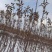 正宗苹果树苗鲁丽苹果苗乔化苗矮化苹果苗基地直供