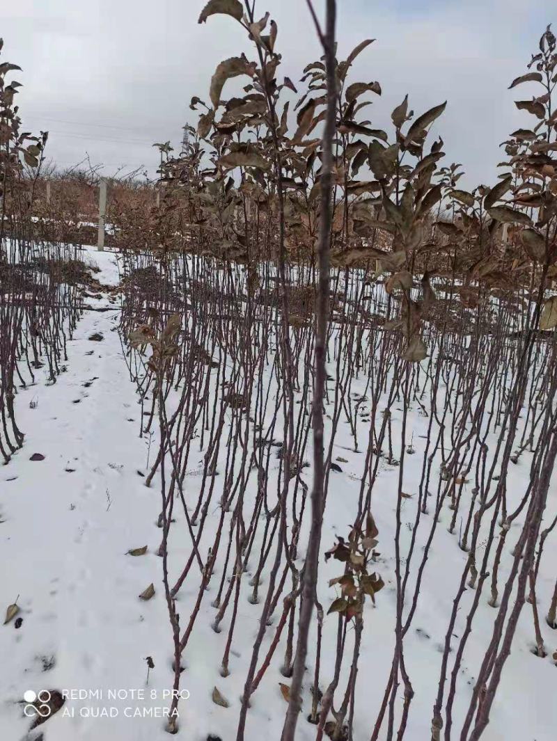 正宗苹果树苗鲁丽苹果苗乔化苗矮化苹果苗基地直供