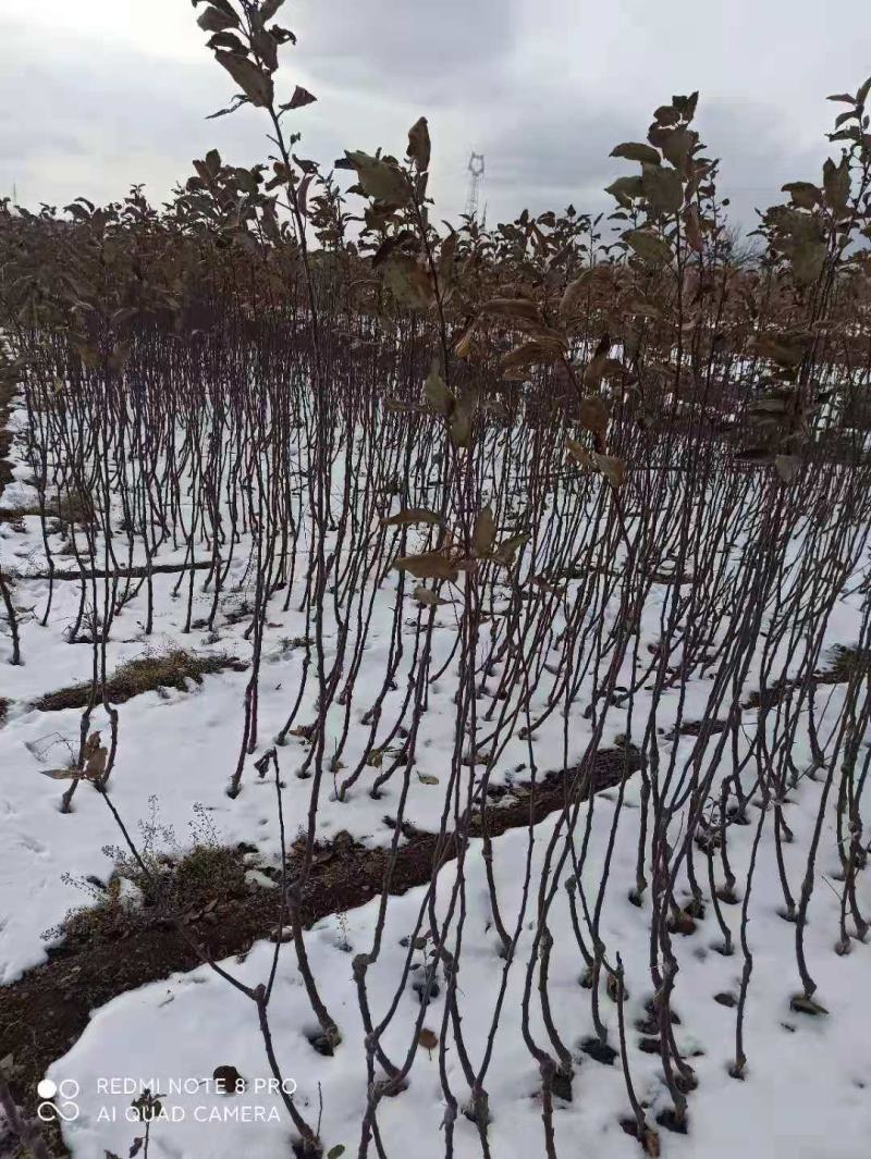正宗苹果树苗鲁丽苹果苗乔化苗矮化苹果苗基地直供