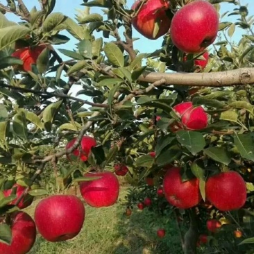 正宗苹果树苗鲁丽苹果苗乔化苗矮化苹果苗基地直供
