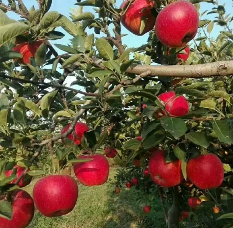 正宗苹果树苗鲁丽苹果苗乔化苗矮化苹果苗基地直供