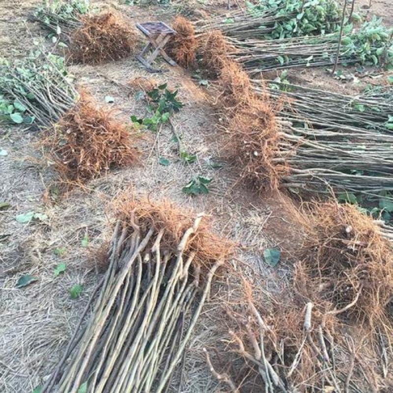 正宗苹果树苗鲁丽苹果苗乔化苗矮化苹果苗基地直供