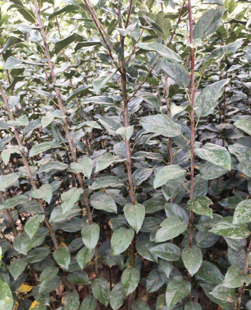 正宗苹果树苗鲁丽苹果苗乔化苗矮化苹果苗基地直供