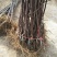 正宗苹果树苗鲁丽苹果苗乔化苗矮化苹果苗基地直供