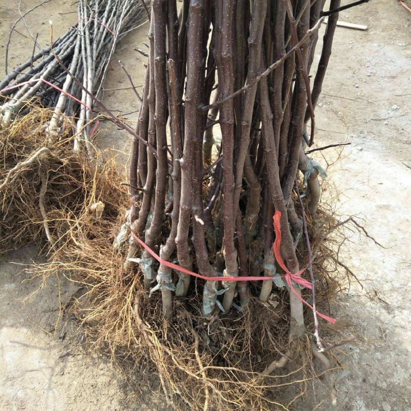 正宗苹果树苗鲁丽苹果苗乔化苗矮化苹果苗基地直供