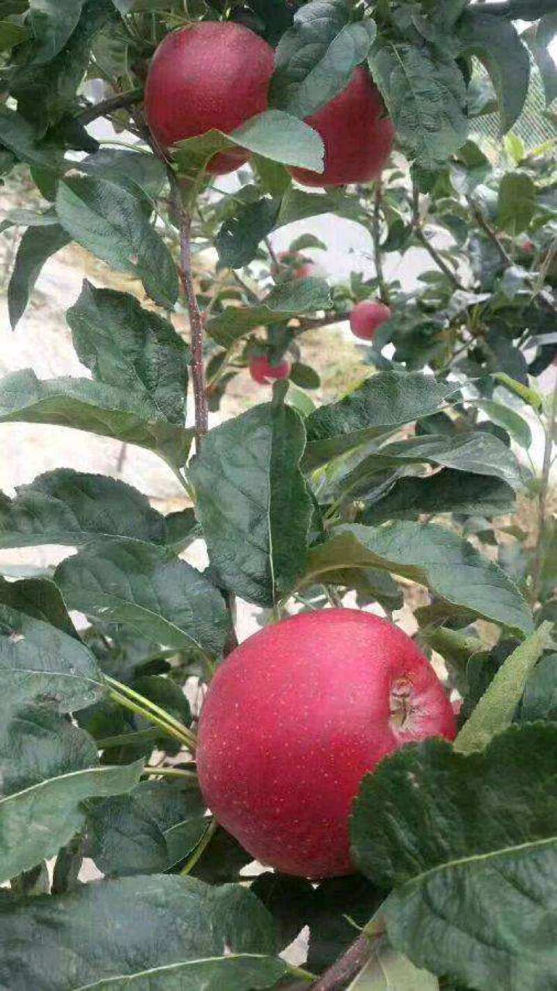 正宗苹果树苗鲁丽苹果苗乔化苗矮化苹果苗基地直供