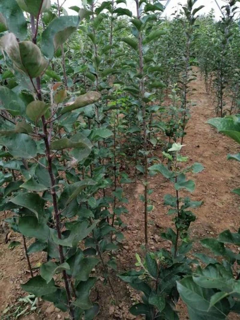 嫁接苹果苗昌阳红苹果苗自家苗圃果苗产地直销保证品种