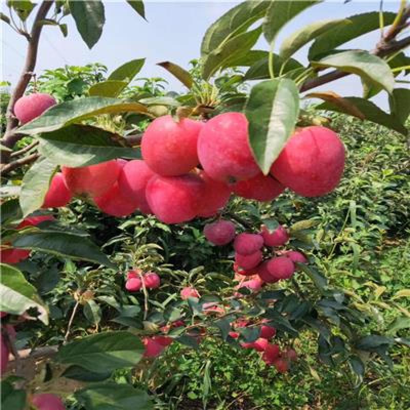 苹果苗批发响富苹果苗乔化苗现挖现发保证品种