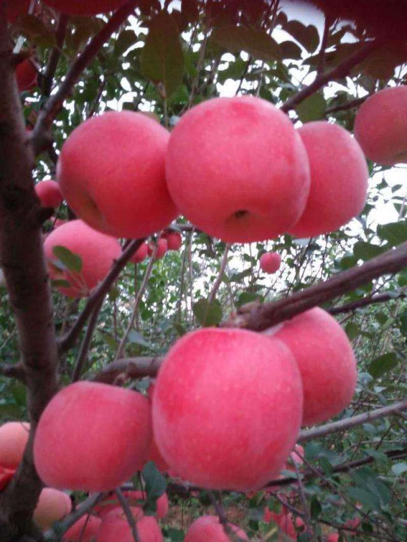 苹果苗批发响富苹果苗乔化苗现挖现发保证品种