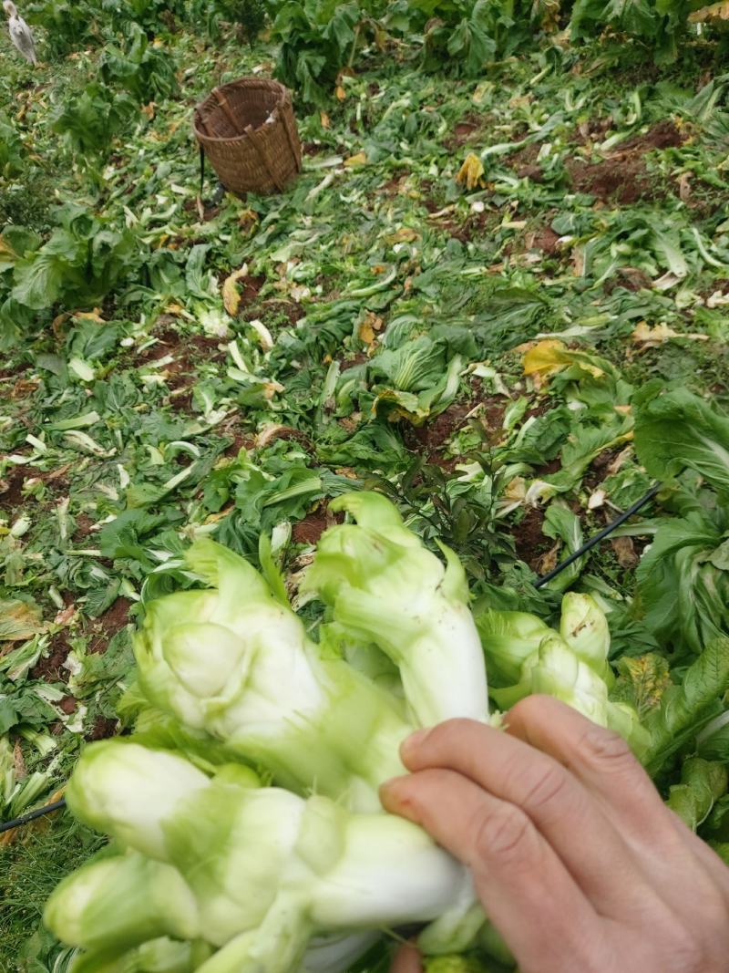 四川大型基地供应，接全国客商,儿菜,娃娃菜,精品加工儿菜