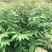 栾树，南栾，栾树苗。湖北省利川市栾树小苗。