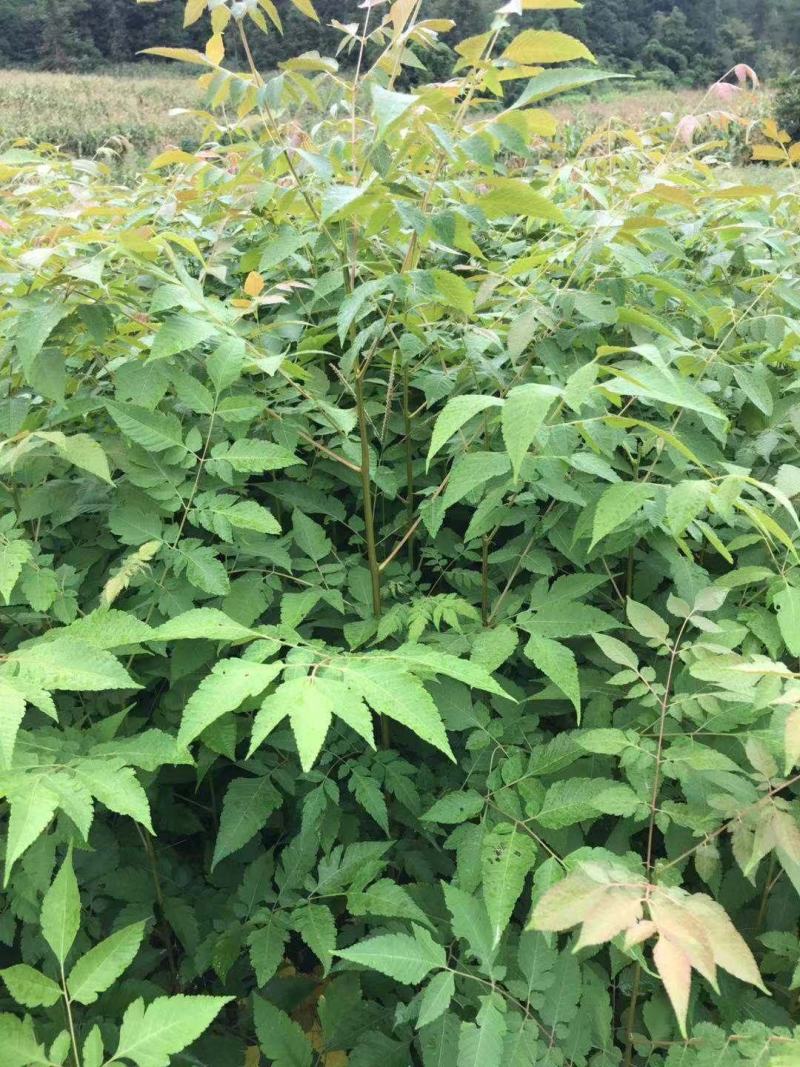 栾树，南栾，栾树苗。湖北省利川市栾树小苗。