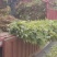 黄柏，川黄柏，黄柏小苗，药材苗，川黄柏小苗，