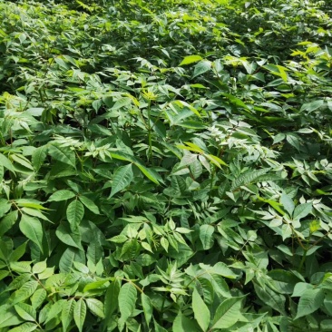 黄柏，川黄柏，黄柏小苗，药材苗，川黄柏小苗，