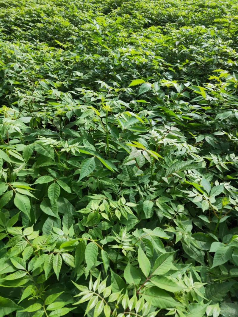 黄柏，川黄柏，黄柏小苗，药材苗，川黄柏小苗，