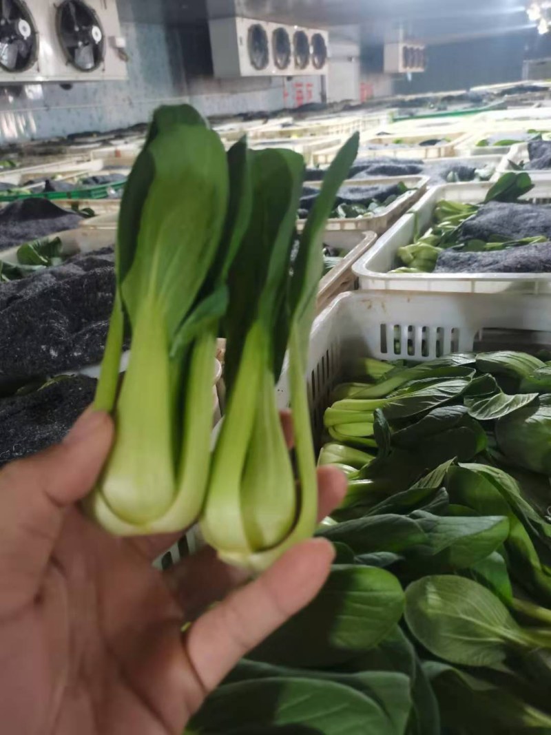 万亩蔬菜基地产地代办代发