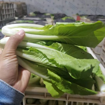 万亩蔬菜基地专业代办代发大中小奶白菜