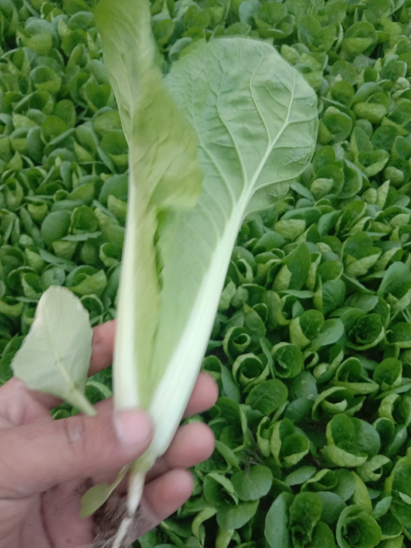 万亩蔬菜基地专业代办代发大中小奶白菜
