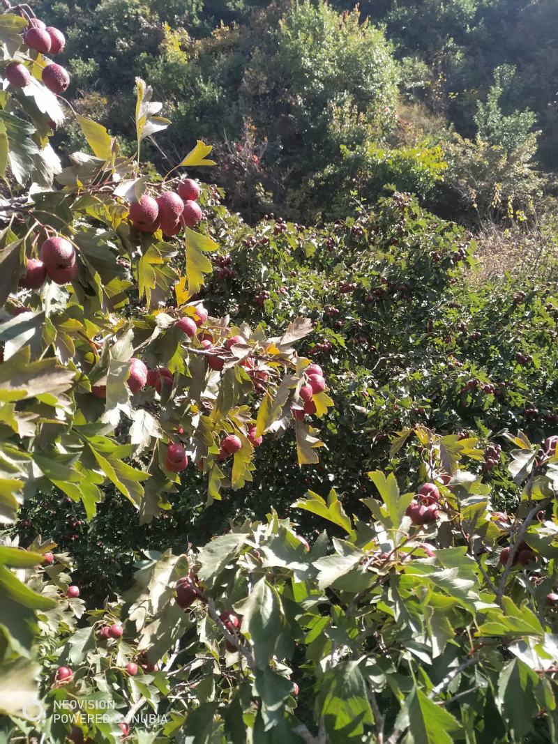 山楂产地直销无虫喜欢的老板来吧