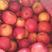 深州水果基地，脆甜可口，洛川纸袋富士苹果