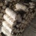【菌棒】平菇菌棒，河北基地供应，质优价廉，量大优惠，欢迎电联