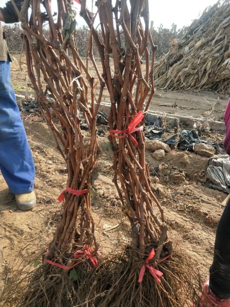 河北葡萄苗巨峰葡萄苗高条苗一米以上质量保证纯度保证
