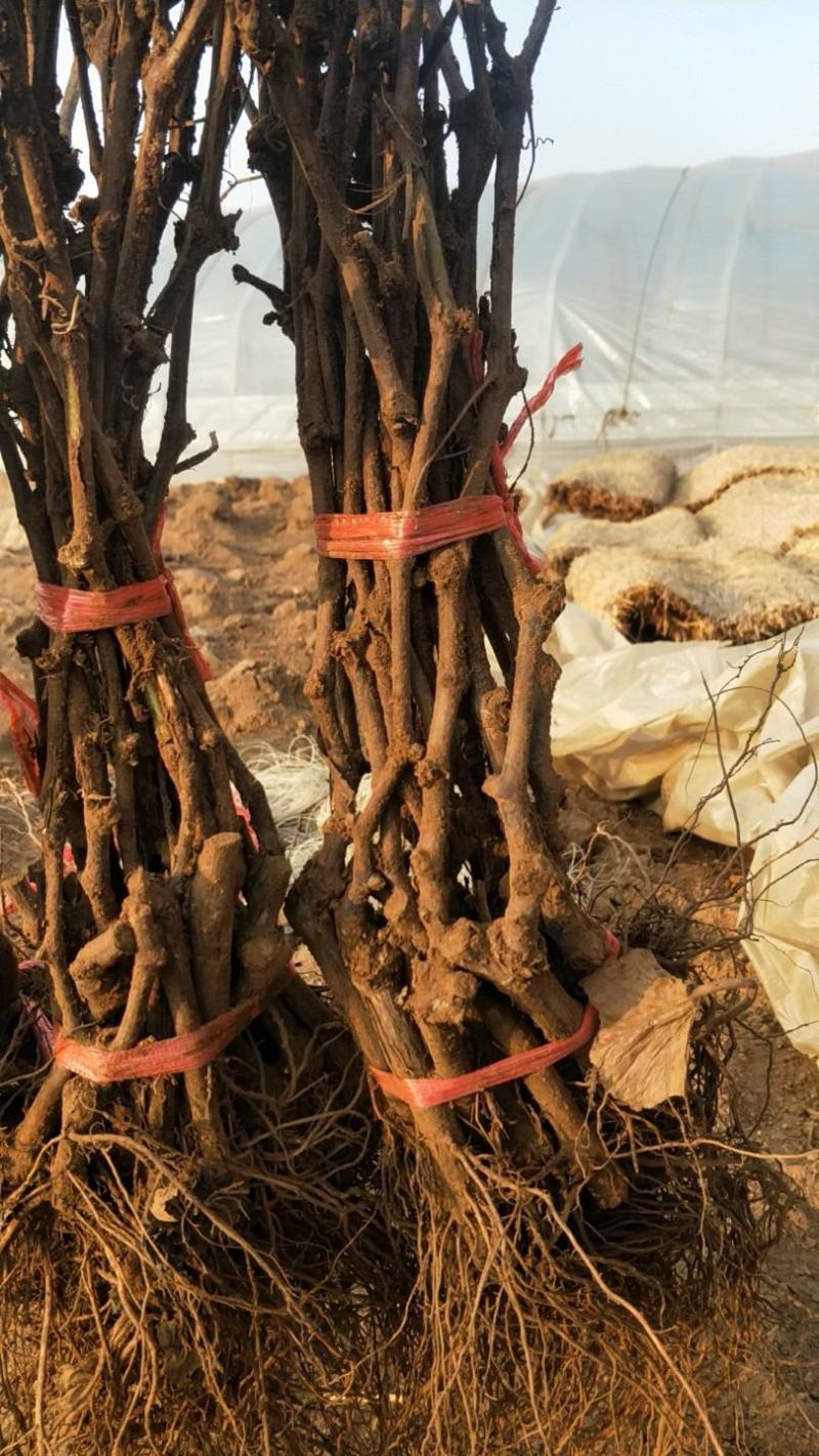 河北葡萄苗巨峰葡萄苗高条苗一米以上质量保证纯度保证